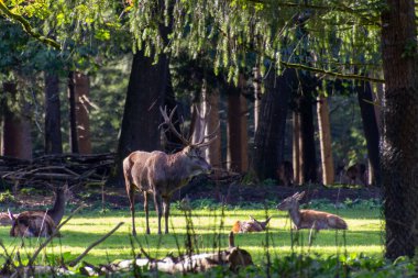 Erkek kızıl geyik ailesini koruyor ve koruyor. Fotoğraf Hollanda 'daki Veluwe' de çekildi..