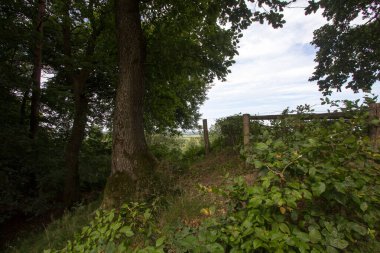 Yaz boyunca orman manzarası. Fotoğraf Hollanda, Achterhoek 'te Beek yakınlarında çekildi..