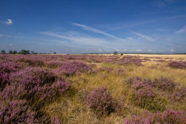 Yaz mevsiminde açan mor kenevir. Fotoğraf Hollanda 'daki Veluwe' de çekildi..