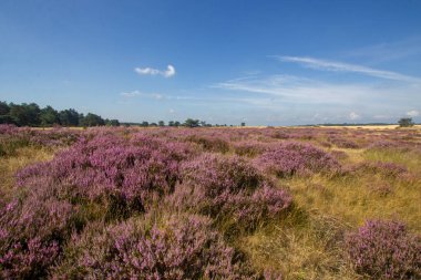 Yaz mevsiminde açan mor kenevir. Fotoğraf Hollanda 'daki Veluwe' de çekildi..