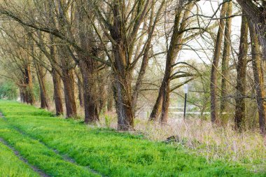 Lobith 'teki sel ovasında ağaçlar. Sel ovası Bijland kanalına ve dolaylı olarak Ren nehrine bağlıdır. Almanya ile Hollanda arasındaki sınırda yer almaktadır..