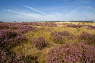 Yaz mevsiminde açan mor kenevir. Fotoğraf Hollanda 'daki Veluwe' de çekildi..