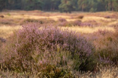 Yaz mevsiminde açan mor kenevir. Fotoğraf Hollanda 'daki Veluwe' de çekildi..
