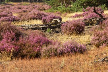 Yaz mevsiminde açan mor kenevir. Fotoğraf Hollanda 'daki Veluwe' de çekildi..
