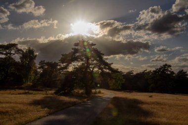 Hollanda 'daki Veluwe' un çalılık arazisinde gün batımı. Vahşi yaşamı gözlemlemek için kalabalık bir yer. Ve dinlenmek için bisiklete biniyorum..