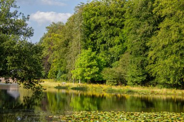Hollanda 'daki Veluwe Ulusal Parkı' nda nilüferli su birikintisi..