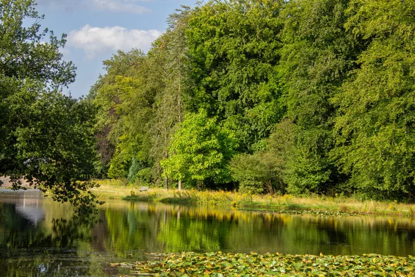 Hollanda 'daki Veluwe Ulusal Parkı' nda nilüferli su birikintisi..