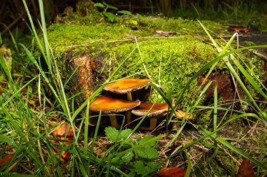 Yağmurda mantar yakın çekim. Fotoğraf Hollanda 'daki Veluwe' de çekildi..