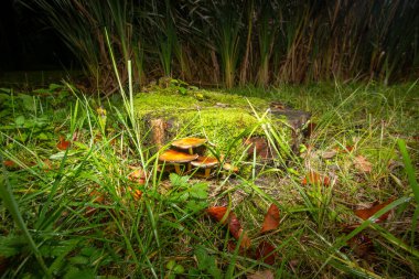 Yağmurda mantar yakın çekim. Fotoğraf Hollanda 'daki Veluwe' de çekildi..