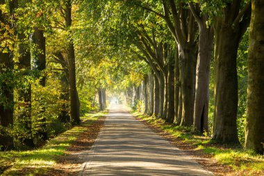 Zelhem Ormanı 'ndan geçen yol. Fotoğraf Achterhoek, Gelderland, Hollanda 'da sonbahar sezonunda çekildi..