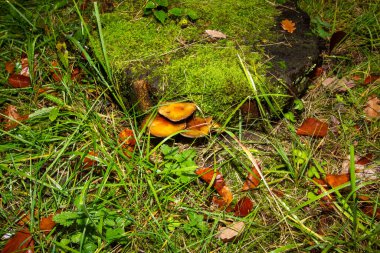 Yağmurda mantar yakın çekim. Fotoğraf Hollanda 'daki Veluwe' de çekildi..