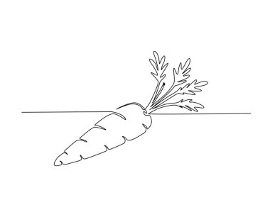 Tek bir taslak çizimde taze havuç. Havuç bitkisinin aralıksız çizimleri.