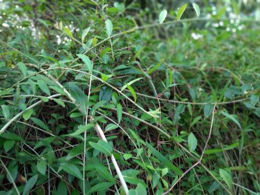 Yeşil tırmanma bitkileri veya Vernonia eliptik perde sarmaşığı, Lee kwan porsuğu, Vernonia elaeagnifolia, Widow 'un bitkisi (Merana dul bitkisi))