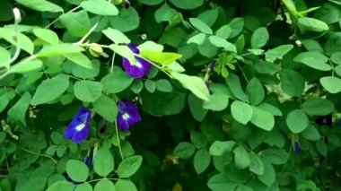 Klitoria Javanica, Javean Telang veya Kelebek bezelye çiçeği, Klitorya cinsinden alt familya Faboideae familyasına ait Java adasına özgü bir bitkidir.