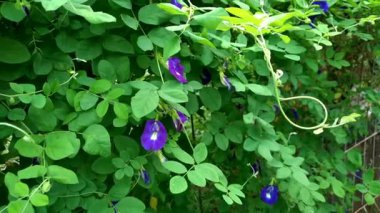 Klitoria Javanica, Javalı Telang veya Kelebek bezelye çiçeğinin güzelliği Java adasına özgü bir bitkidir.