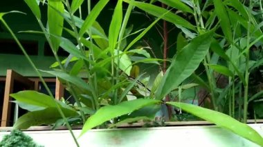 Zingiber officinale ya da Ginger bitki, Halia bitkisi geleneksel tıp için baharat ya da hammadde olarak kullanılan bir bitkidir. Zingiberaceae familyasından bir bitki türü.