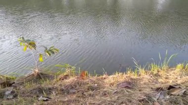 Göl suyu gün boyunca rüzgârla savrulur, çimenler ve ağaçlar kenardadır.