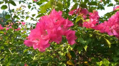 Bahçedeki Bougainvillea pembe çiçeği, Nyctaginaceae familyasından bir bitki türüdür. Kağıt çiçek de denir.