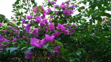 Parkta çiçek açan güzel Mor Begonvil bitkileri. Violet bougainvillea, kağıt çiçek.