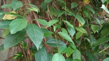 Yeşil çimen jölesi üreten Cyclea barbata (yeşil çimen jölesi) veya Premna trichostoma (çalı jölesi) bitkisi