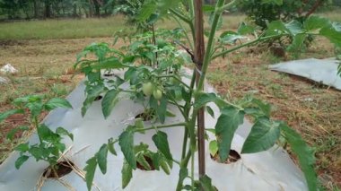 Domates çiftliği çok verimli ve tarlalarda meyve veriyor.