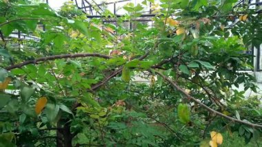 Ağaçta sallanan bir Starfruit ya da Carambola, rüzgarda esen yaprakları, doğal arka plan