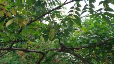 Ağaçta sallanan bir Starfruit ya da Carambola, rüzgarda esen yaprakları, doğal arka plan