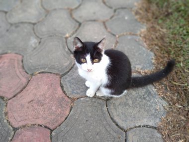 Tatlı beyaz ve siyah kedi yerde oturuyor.