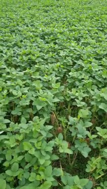 Soya fasulyesi tarlasında yetişir. Soya fasulyesinin yeşil yaprakları çok gür görünüyor.