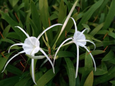 Hymenocallis littoralis çiçeği veya Beach Spider Lily, Bunga bakung air mancur (Fountain Lily). Doğal arkaplan