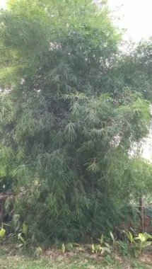 Yeşil bambu bitkilerinin güzelliği parkta iyi yetişir, yaprakları hafif esintide sallanır. Phylostachys iridescens. Bambu ağacı. Doğal arkaplan