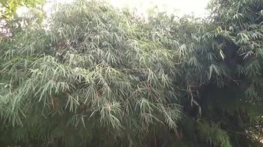 Yeşil bambu bitkileri parkta iyi yetişir, yaprakları hafif esintide sallanır. Phylostachys iridescens. Bambu ağacı. Doğal arkaplan
