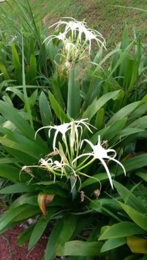 Hymenocallis littoralis çiçeği ya da bahçede rüzgarda esen Beach Spider Nilüfer ağacı manzarası. Bu bitkinin adı da Çeşme Zambağı. Doğal arkaplan
