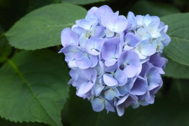 Güzel bir açık mor ve arkaplanda yeşil yapraklar olan leylak rengi ortanca çiçeğinin yakın plan fotoğrafı..