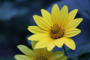 Mavi tonlu doğal bokeh arkaplanlı parlak sarı bir Heliopsis çiçeğinin yatay yakın çekimi.