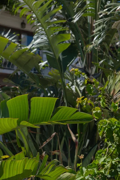 İnsanlar deniz kenarındaki bir tatil köyünde eğleniyorlar. Parlak güneş ışığı altında yeşil ve tropikal bitkilerin arasında dinlenirler. Atmosfer doğanın sesleriyle dolu..