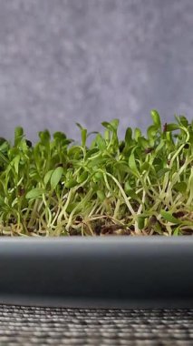 Kapalı alanlarda küçük alanlarda sağlıklı beslenme için basit adımlar ve uçlarla mikro yeşiller yetiştiriyorlar.