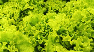 Markette satılan kıvırcık marul yığını.