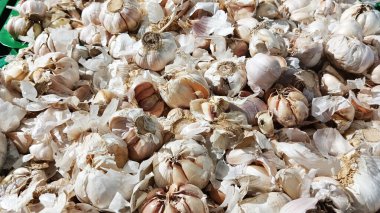 Büyük kümeler halinde Allium sativum