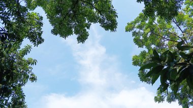 Kafur ağacının yoğun yaprakları, ya da mavi gökyüzüne karşı tarçın kafur.