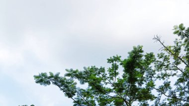 Şizolobiyum parahyba ağacının tepesi.