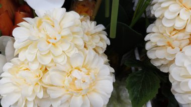Plastikten yapılmış yapay beyaz kasımpatı çiçekleri.