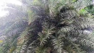 Palmiyelerin sallanan yaprakları