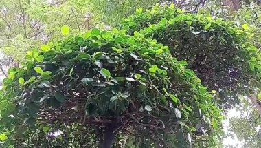 Düzgün budanmış bir banyan ağacı.