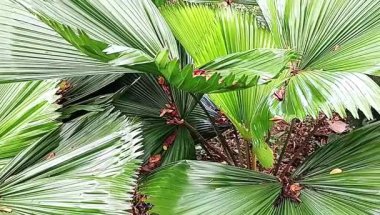 Lahana palmiyesi veya fan palmiyesi. Bu popüler ev bitkisinin birkaç temel özelliği vardır.