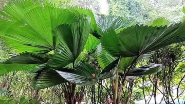 Fan Palm Licuala grandis Tropik süs bitkisi