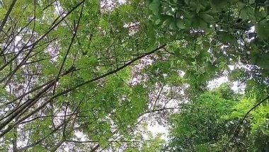 Yoğun yeşil yapraklı ağaçlar, aşağıdan yukarıya doğru bir perspektiften görünüyor.