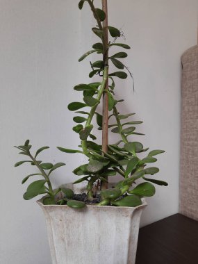 Yeşil sulu bitki, beyaz bir tencerede beyaz bir duvara karşı büyür. Ev dekorasyonu ve iç tasarım için doğal ve minimalist bir estetik sağlar..