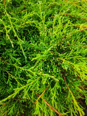 Ardıç dalları parlak yeşil yapraklar ve küçük sarı tomurcuklar sergiliyor. Doğal güzellikleri ve karmaşık detayları gözler önüne seriyor. Geçmişleri ve botanik çalışmaları için mükemmel..