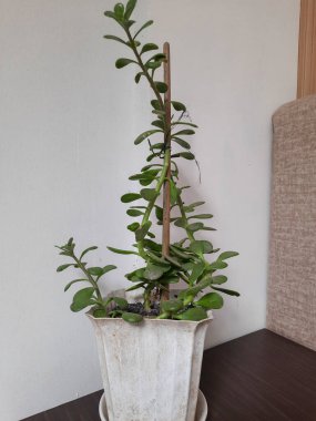 Dolgun yeşil yaprakları olan sulu bitki, koyu ahşap bir yüzeye yerleştirilmiş dekoratif beyaz bir tencerede büyür ve iç mekâna doğal bir güzellik ve sükunet getirir..